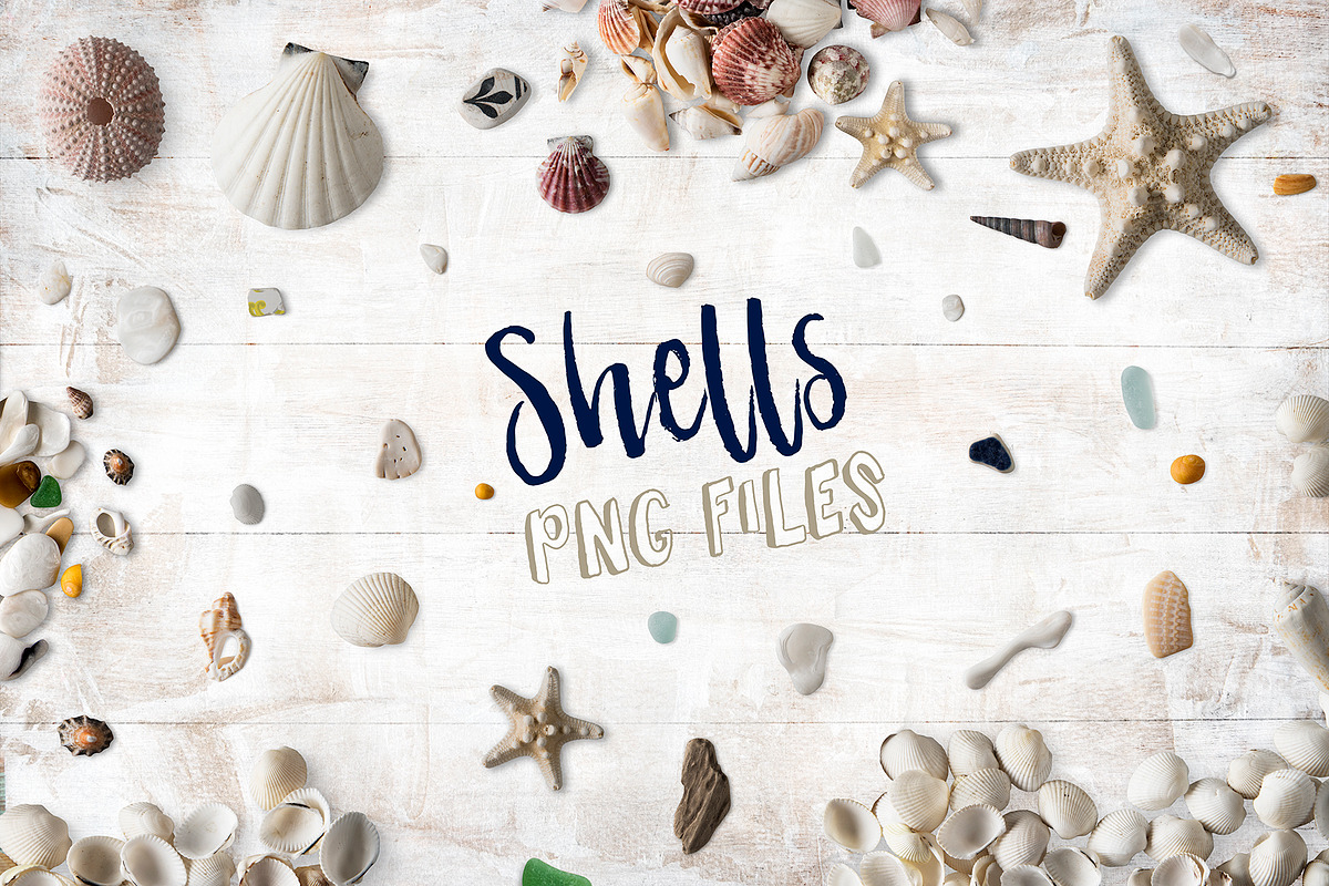 Shells png collection Photo clip art, an Object Graphic by wings of design (Photo 1 of 5)