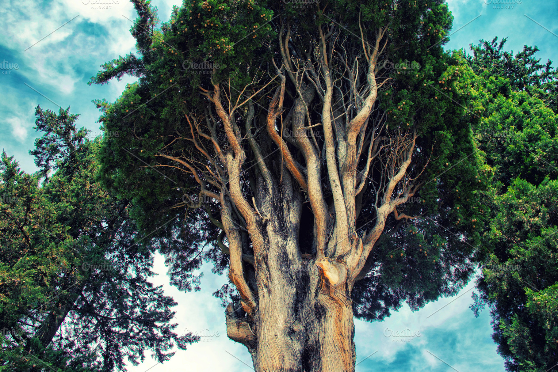 branches of an old cypress tree agai, a Nature Photo by UltraShop