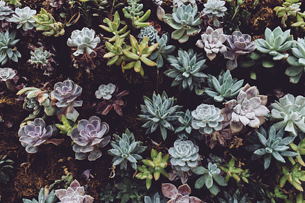 Succulent garden stock photo containing succulent and garden, a Nature Photo by Scott Webb