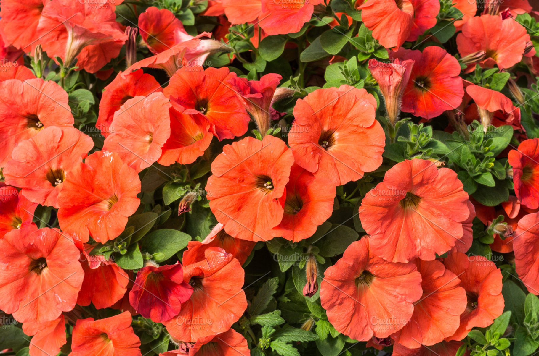 Salmon flowered petunias blooming, a Nature Photo by Zigzag Mountain Art
