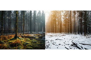 Split forest landscape showing, a Nature Photo by piter.goskov