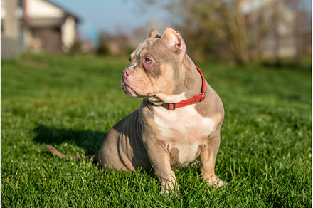 A pocket male American Bully puppy, an Animal Photo by COLORFUL