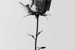 Minimalist black and white photo of, an Abstract Photo by Edalin's Store