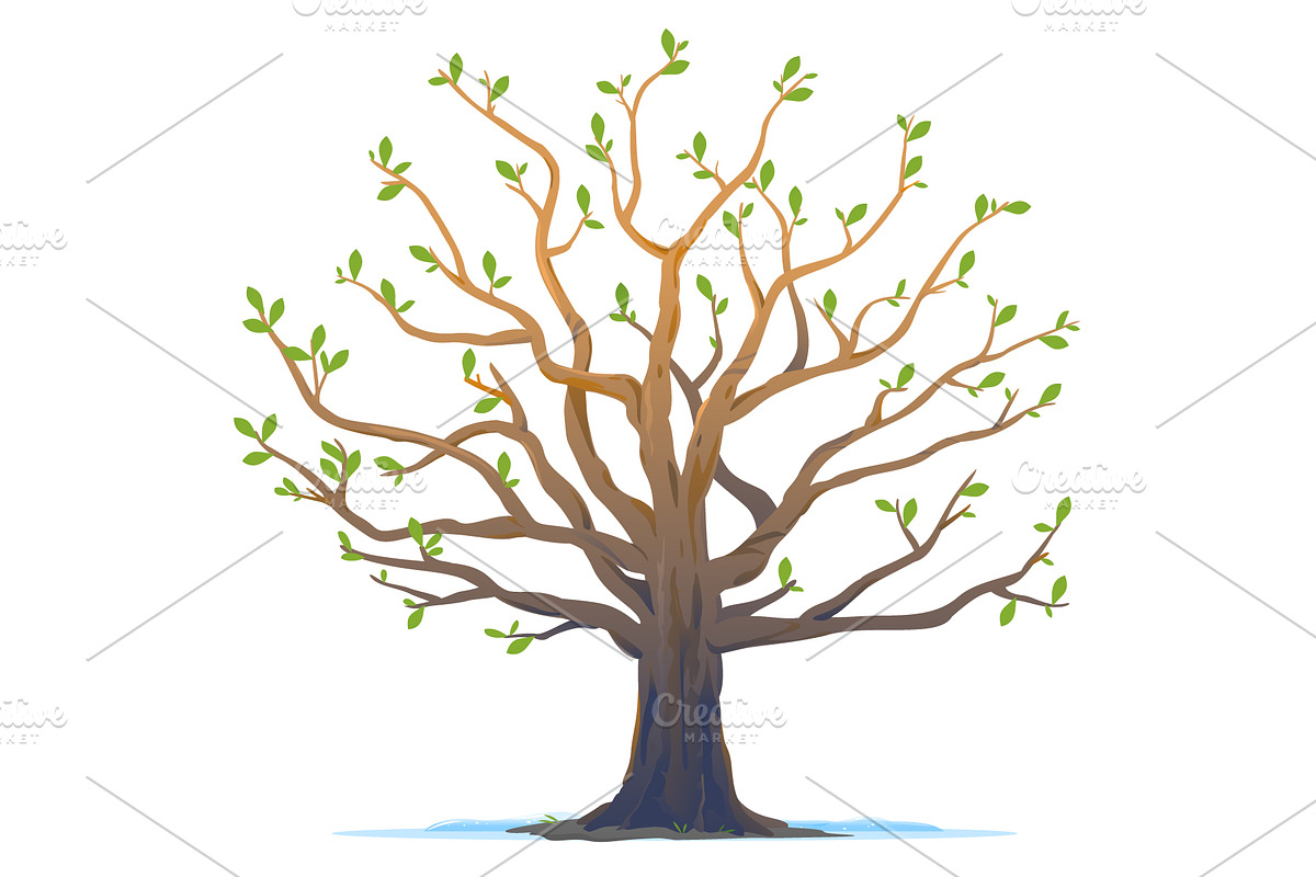 Set of oak tree in four seasons, an Illustration by Oceloti (Photo 3 of 5)