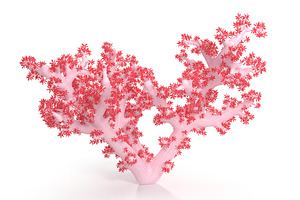Acropora aasp 1