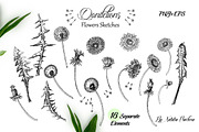 Dandelions  Sketches Clipart, a Decorative Illustration by Nataliapiache (Thumbnail 2 of 5)