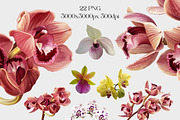 Realistic orchid oil - Bundle flower, a Decorative Illustration by NNclipart (Thumbnail 2 of 4)