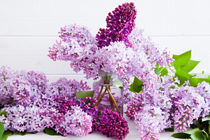 Purple flowers of lilac stock photo containing backgrounds and beauty in