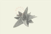 Succulent Halftones, a Texture Graphic by GhostlyPixels (Thumbnail 11 of 13)