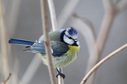 Blue tit parus caeruleus containing blue tit, songbird, and tit