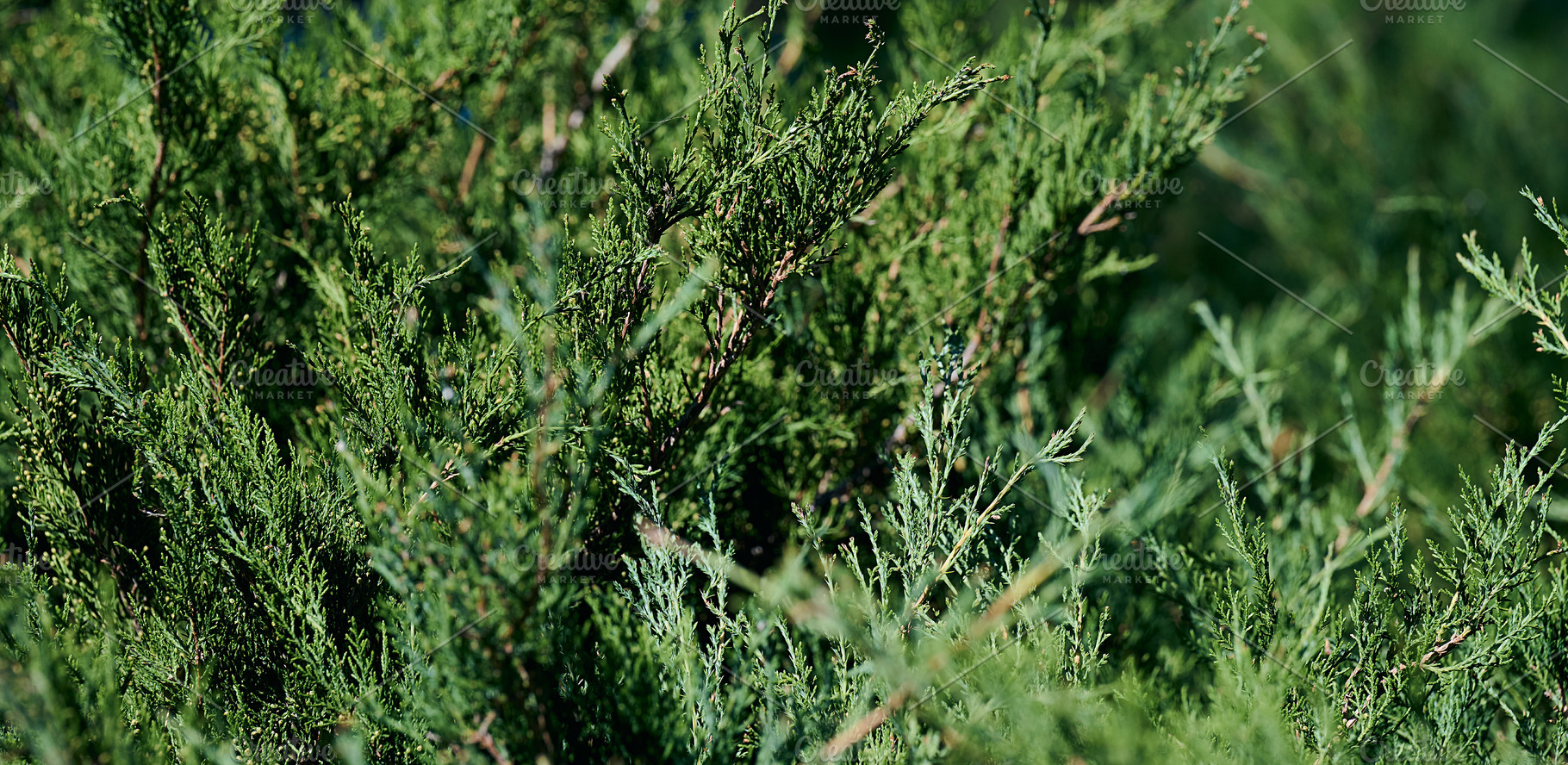 Green juniper shrub foliage close-up. Natural evergreen plant te, a Nature Photo by ndanko