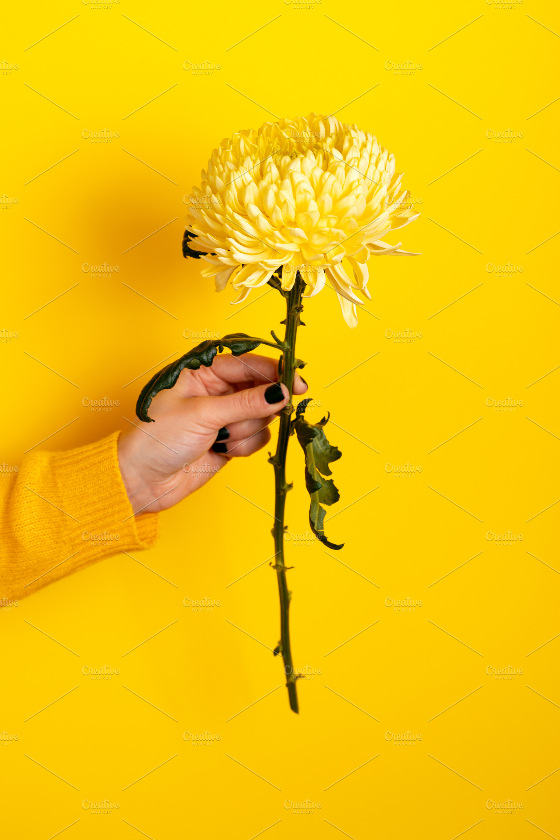 Close-up of a hand holding a single yellow chrysanthemum against, a Holiday Photo by Ales Munt