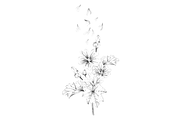 Malva (Mallow) Hand Sketches, an Object Graphic by VictoriaKStudio (Thumbnail 6 of 8)