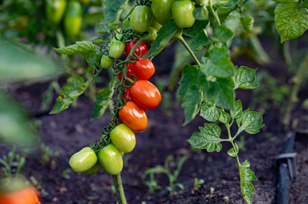 red ripe cherry tomatoes grown
