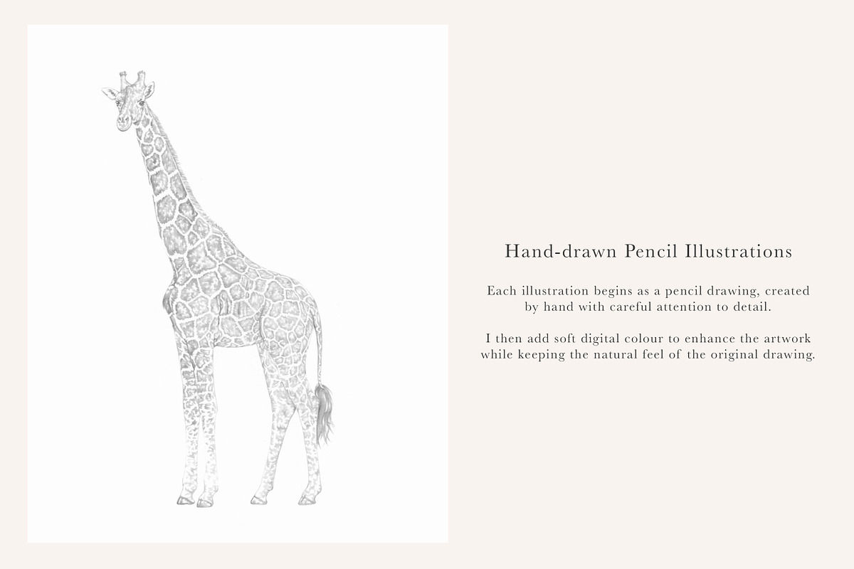 Zebra & Giraffe Illustrations - PNGs, an Animal Illustration by LaurenFittonIllustration (Photo 8 of 9)