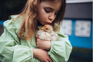 Girl taking care of chicken in, a Nature Photo by HalfPoint