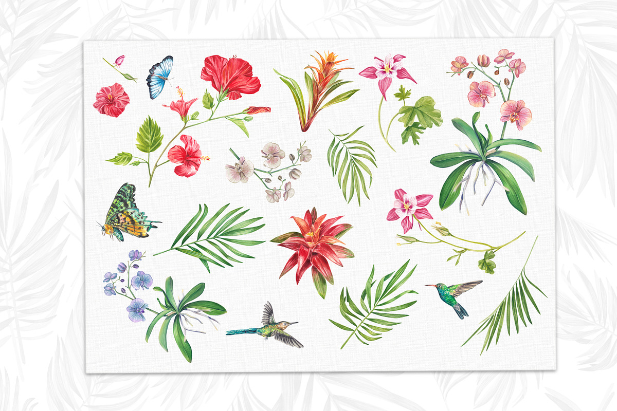 Tropic flower watercolor clip art, a Decorative Illustration by Nastya Che (Photo 2 of 9)