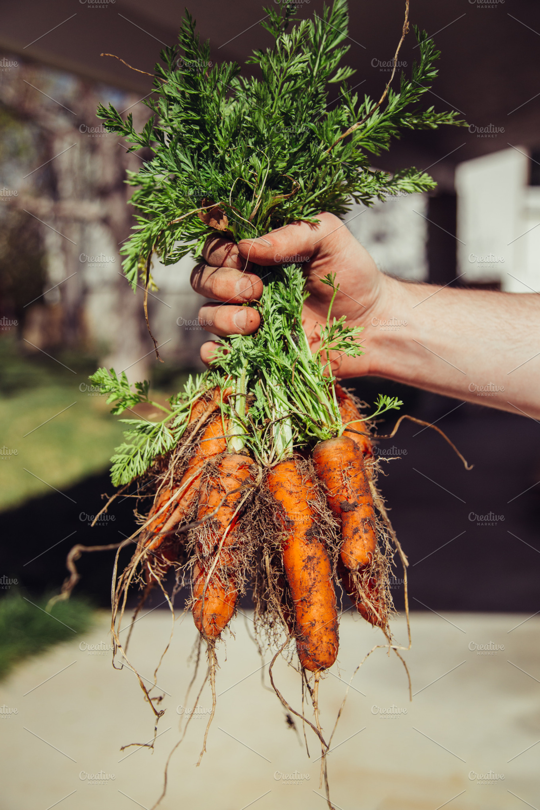 Garden Carrots, a Health & Medical Photo by MarkieAnn Photography