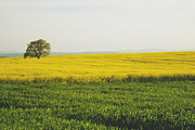 Rapeseed fields photo bundle, a Nature Photo by Mukuko Studio (Thumbnail 3 of 5)