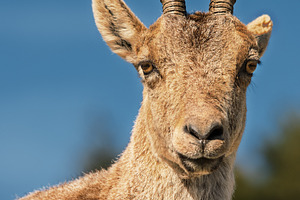 Frontal portrait of a mountain goat, an Animal Photo by Perpis