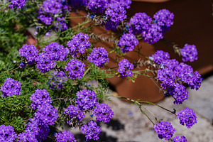 bright blue flowers in the home garden, a Nature Photo by Anna Bogush