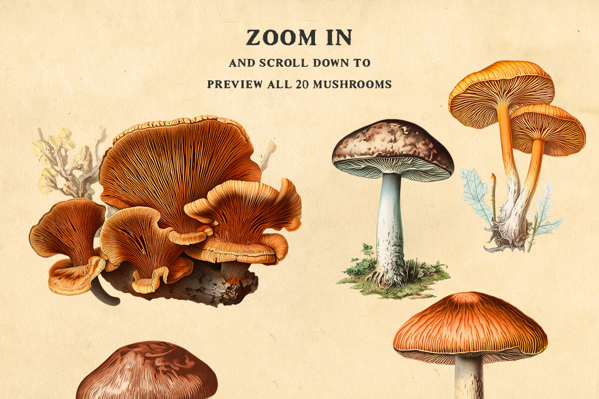 Antique mushrooms clipart set, a Food Illustration by YesFoxy (Photo 3 of 3)