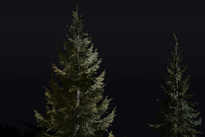 The Siberian Spruce Tree, a Plants & Tree 3D Model by FuturePastCreatives