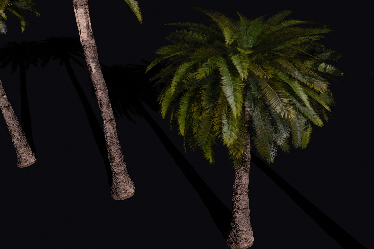 The Date Palm Tree, a Plants & Tree 3D Model by FuturePastCreatives (Photo 2 of 6)