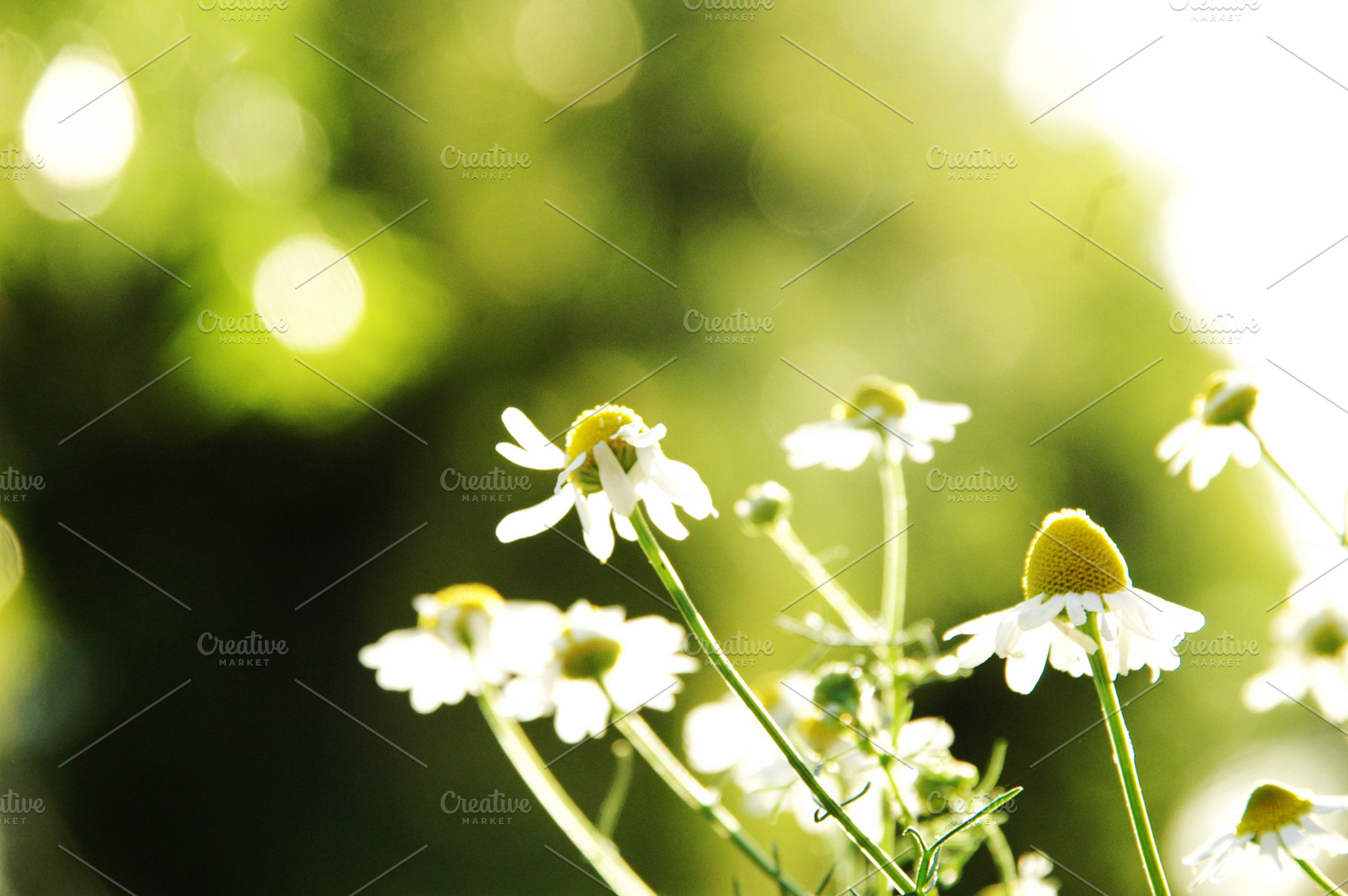 Chamomile flowers, a Nature Photo by HiLine