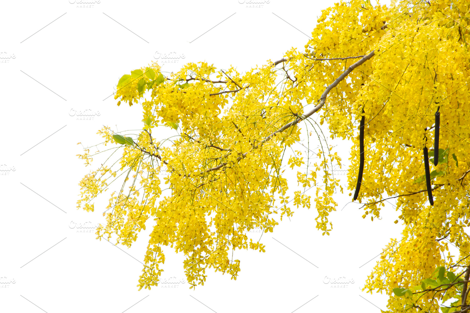 Beautiful Yellow Flowers Tree., a Nature Photo by rakoptonLPN