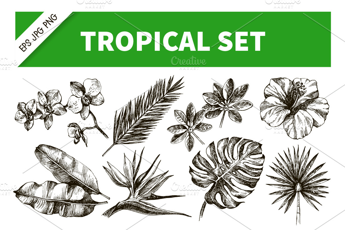HandDrawn Tropical Plants Vector Set, an Illustration by Elena Pimonova