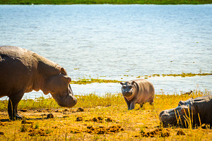 Hippopotamus Family, an Animal Photo by THP Creative