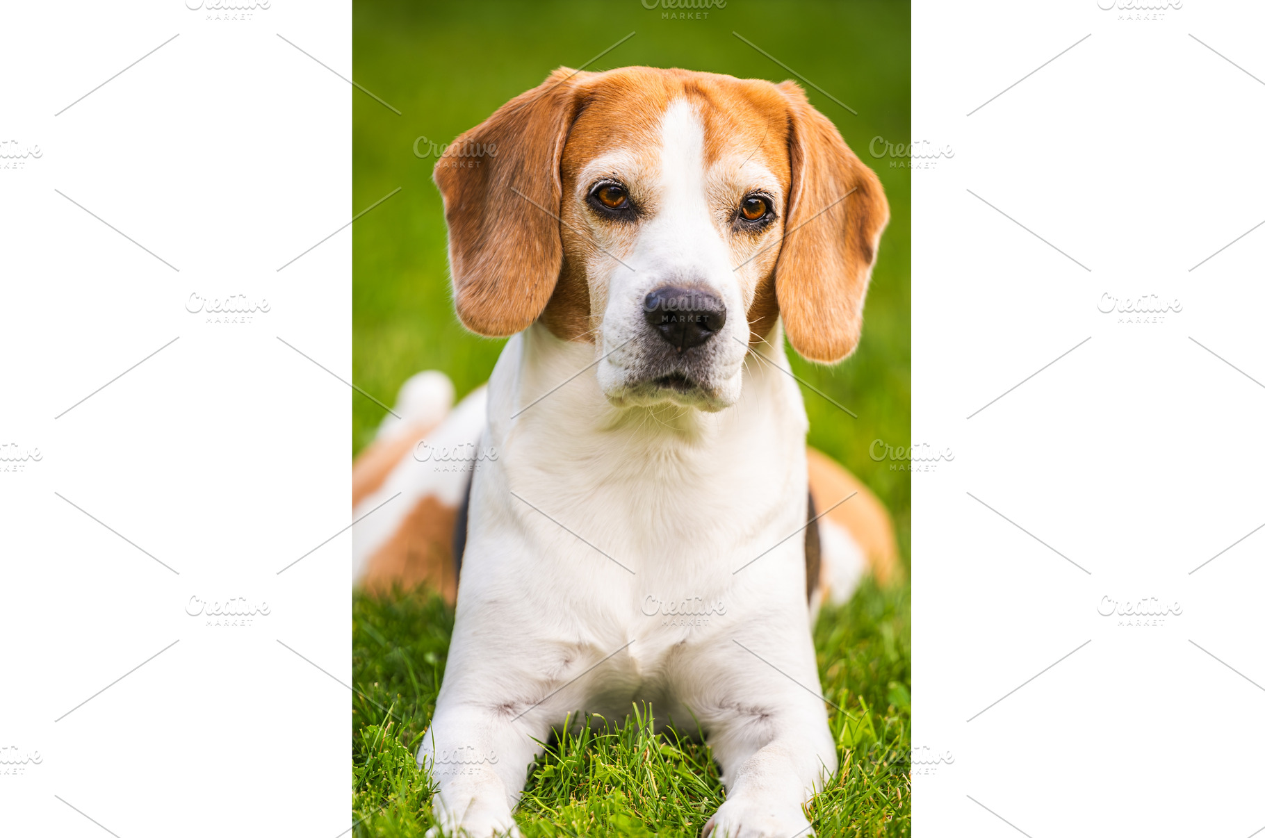 Close up of tri colour Beagle hound, an Animal Photo by MadPhotos