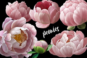 Peonies And Beetles ILLUSTRATIONS