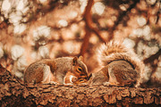 10 Autumn - Fall Lightroom Presets, a Preset Add-On by VividFrame (Thumbnail 9 of 9)