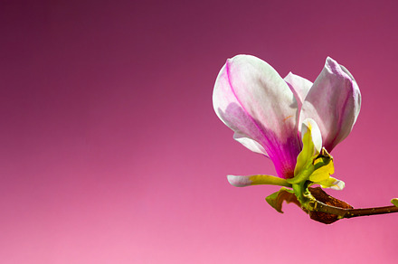 Close-up of a magnolia flower blooming on a branch, isolated aga, a Nature Photo by Ales Munt