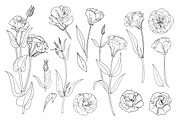 Eustoma flower. Sketch vector line, a Texture Illustration by irina.vaneeva (Thumbnail 3 of 3)