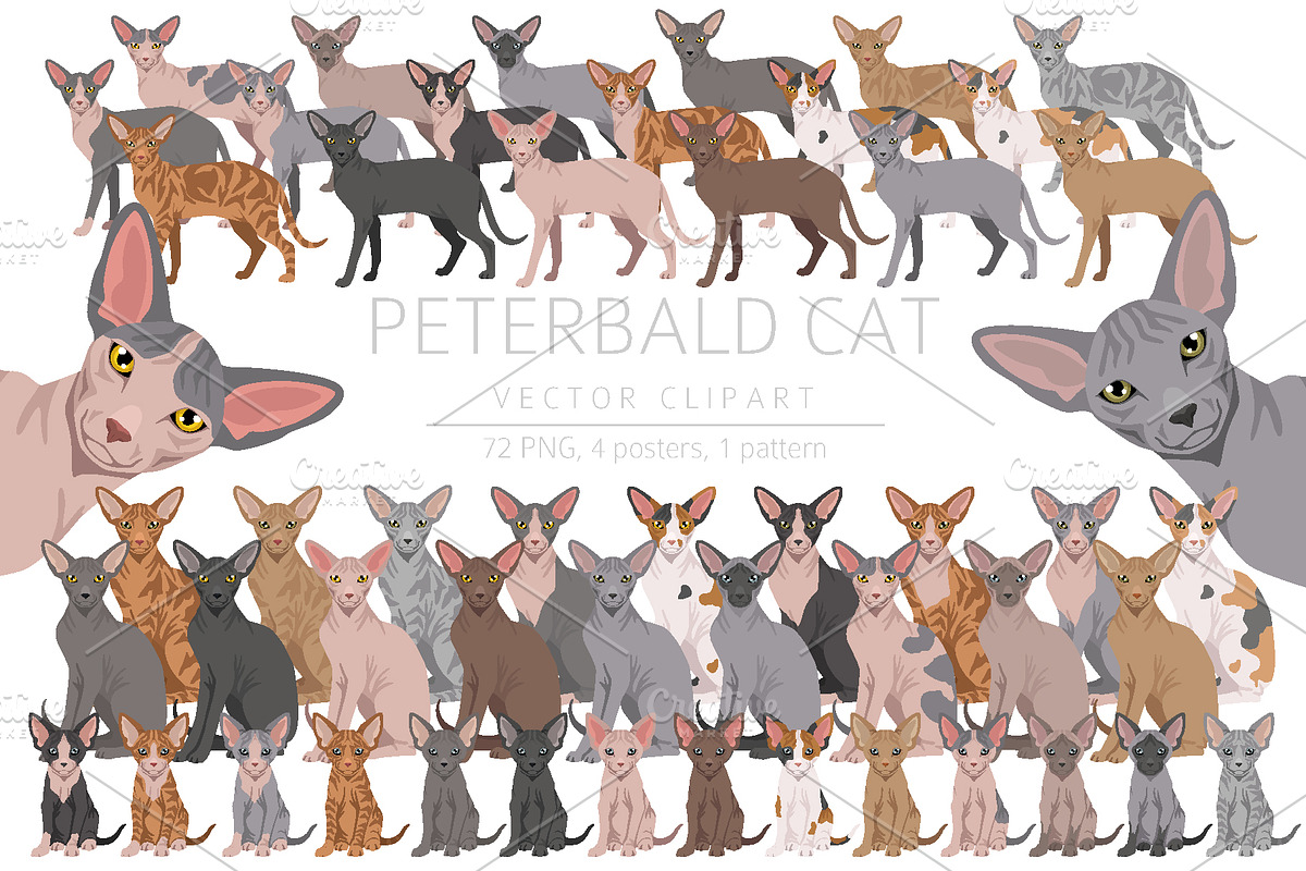 Peterbald cat, an Animal Illustration by pet design shop (Photo 1 of 6)