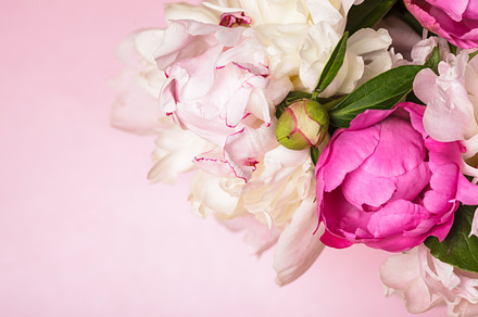 Peonies on pink stock photo containing abstract and background, a Nature Photo by oksix