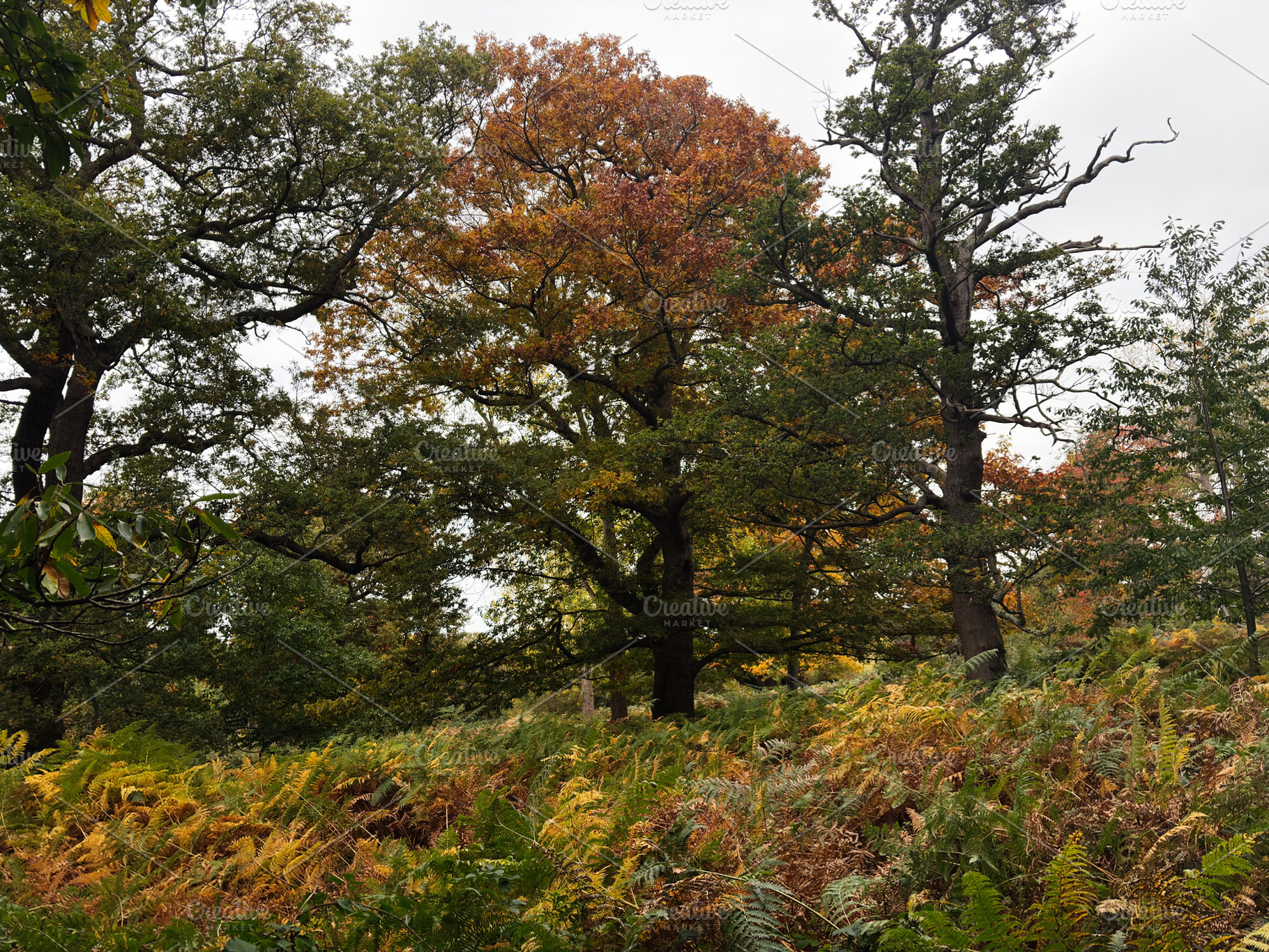 Autumn trees and ferns in a London park with colorful fall foliage, tranquil na, a Nature Photo by AS photostudio