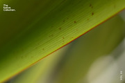 Natural textures - Green edition v02, a Texture Graphic by Haehae photography (Thumbnail 5 of 7)