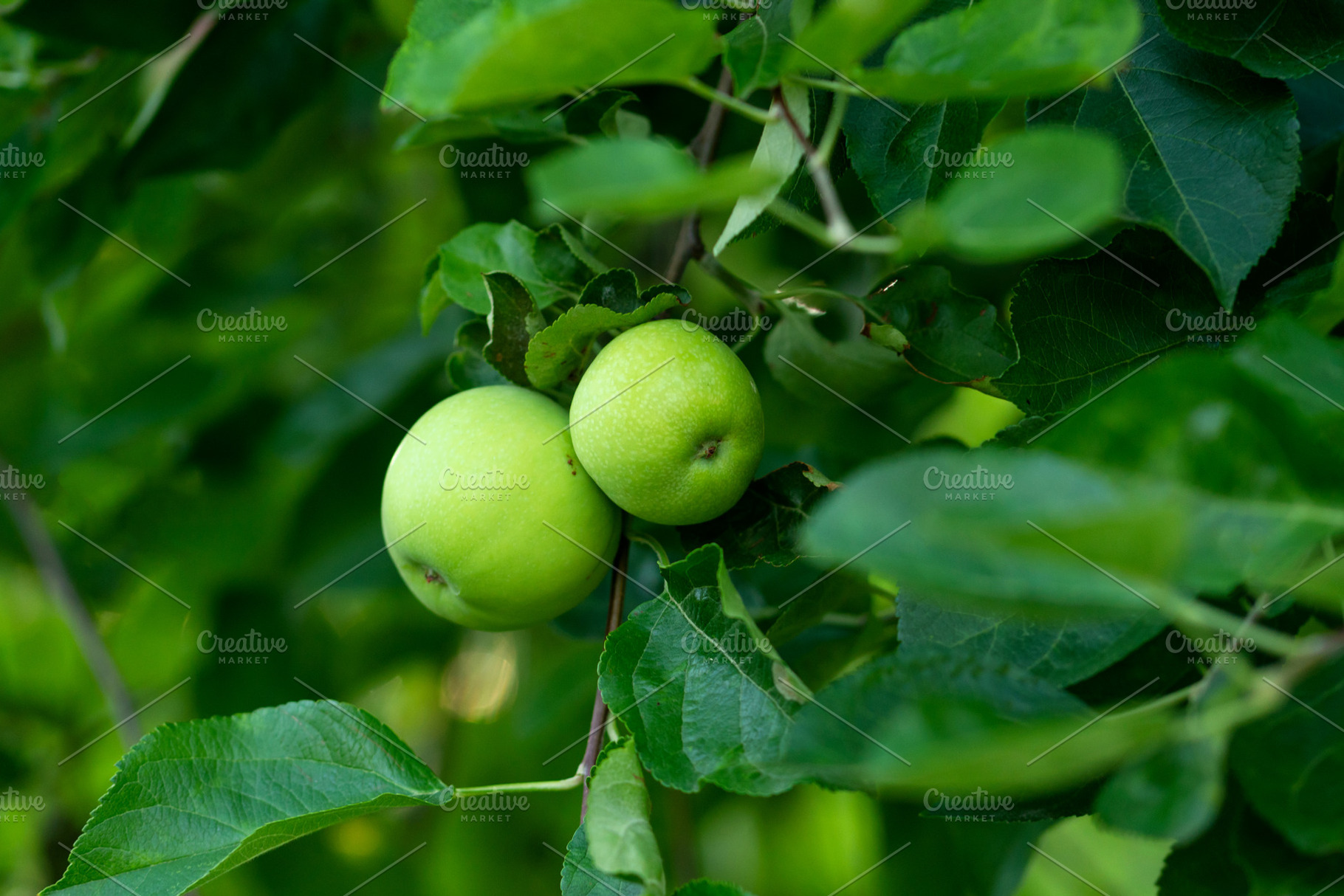 Closeup green apples nestled among, a Wallpaper Photo by Elena Vagengeim