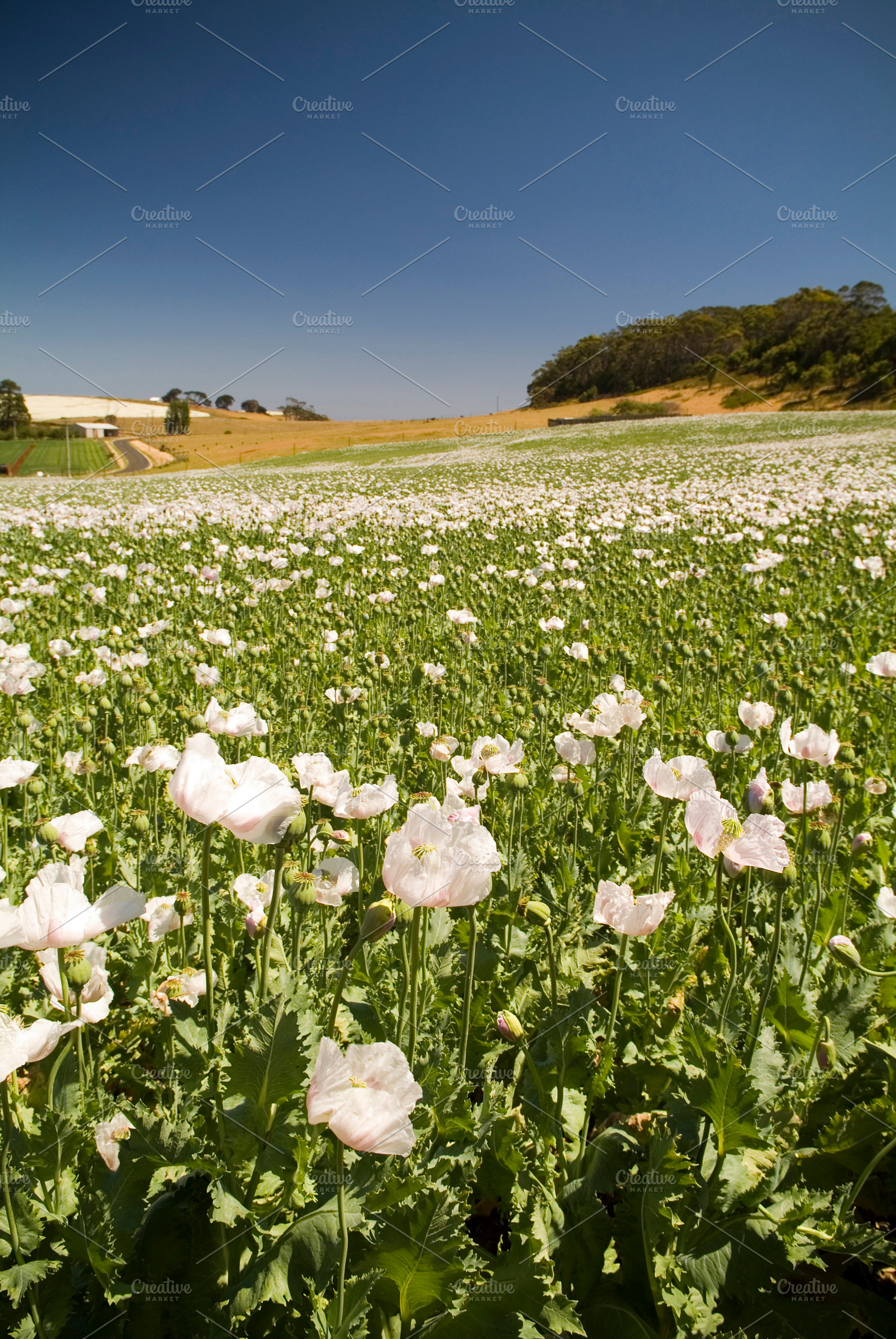 Poppy Fields, a Nature Photo by THP Creative