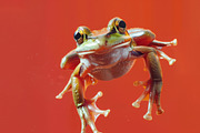 104 Frogs, an Animal Photo by Handmadefont (Thumbnail 5 of 17)