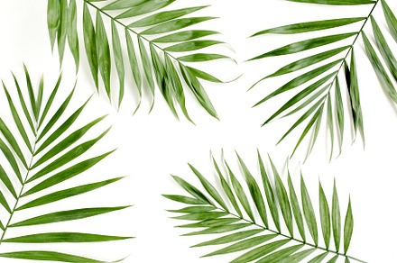 Tropical green palm leaves, an Arts & Entertainment Photo by K.Decor