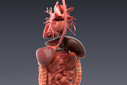 Animated internal organs, skeleton, a Characters & Person 3D Model by konstantin.ermolaev (Thumbnail 8 of 29)