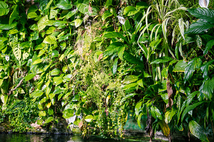 tropical pond in a rainforest mangrove, a Nature Photo by GoodGoods