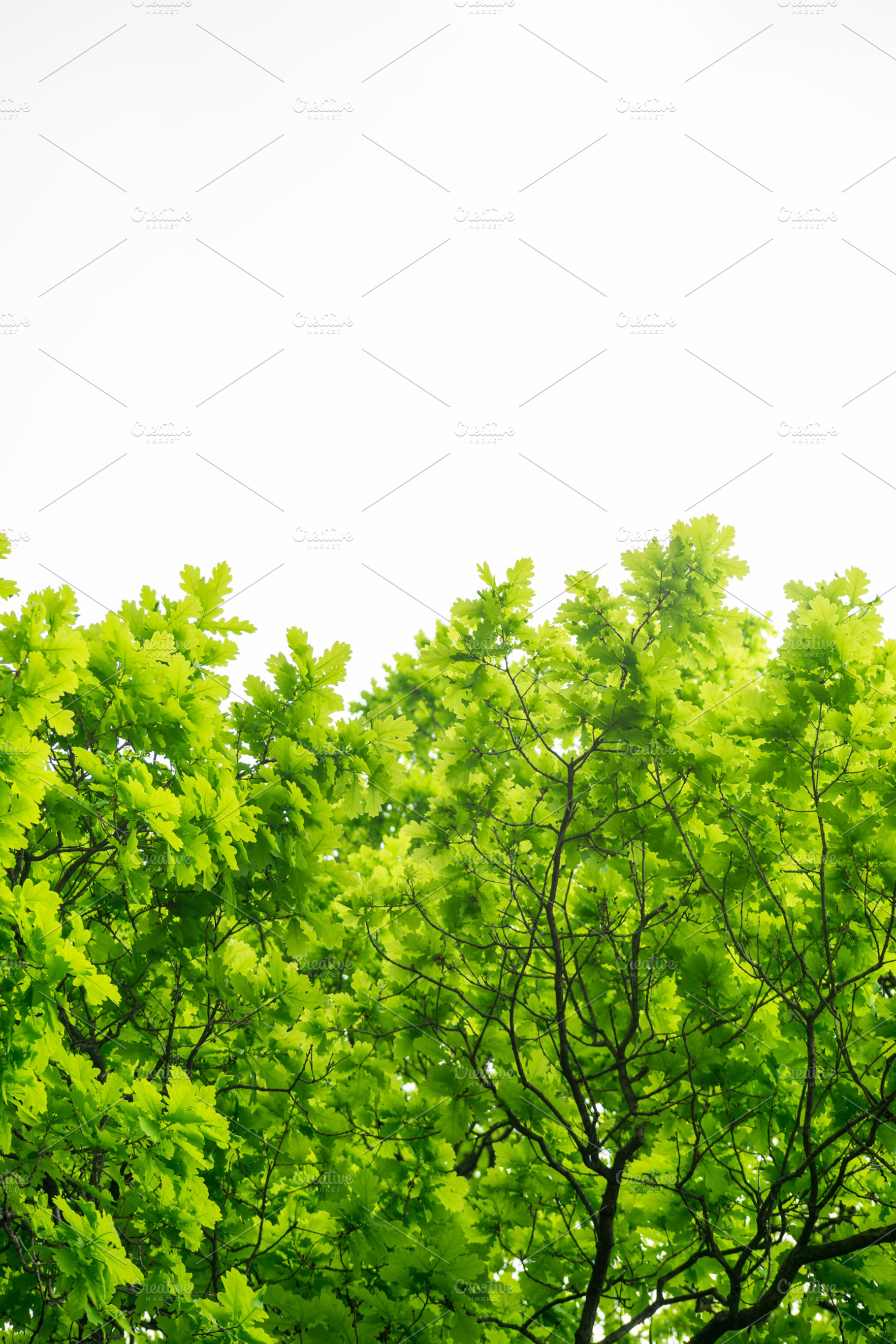 Oak Tree On White Background, a Photo by uncle-rico