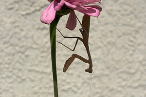 Praying Mantis on a Pink Zinnia