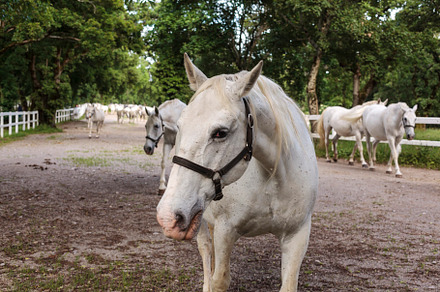 Lipica horse, breed horses, slovenia, europe, an Animal Photo by Bepslabor